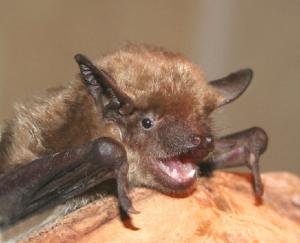 Eptesicus_lobatus_Zagorodniuk.jpg