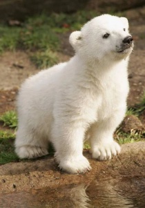 0379b94e0939cdb5589b15b5eb81d424__berlin_zoo_baby_polar_bears.jpg