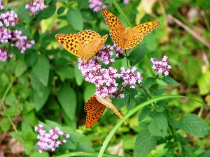 nature_forest_plant_meadow_flower_insect_botany_butterfly_flora_fauna_invertebrate_wildflower_nectar_macro_photography_arthropod_flowering_plant_pollinator_annual_plant_land_plant_moths_and_butterflies_lycaenid_966.jpg