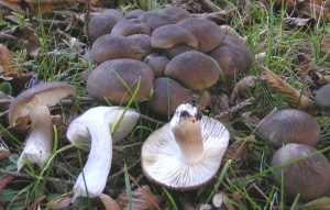 63050.p28clc.600.jpg