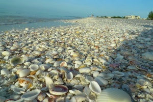 shell_beach_10.jpg