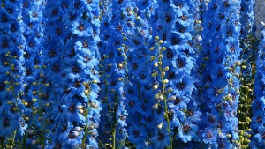 Delphinium_Closeup_Light_Blue_526281_2560x1440.jpg