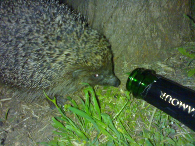 Еж и крокодил. Четыре пьяных ежика. Бухой ежик. В лесу родилась ёлочка четыре пьяных ежика. Ежик алкоголик.