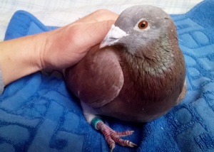 post-47182-1488301524_thumb.jpg