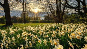 Germany_Parks_Spring_Daffodils_Kassel_Rays_of_545146_3840x2160.jpg
