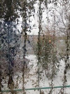 IMG_20181116_101100.jpg