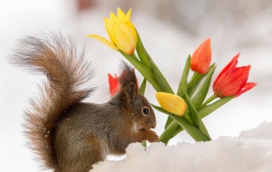 Squirrels_Tulips_Snow_466100.jpg