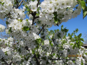 IMG_0903.JPG