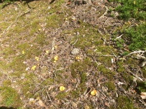 post-54368-1567269683_thumb.jpg