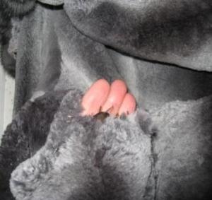 post-5613-1296933859_thumb.jpg