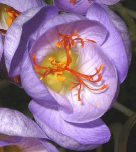 540px_Saffron_stigmas_crocus_sativa_corrected_cropped.jpg