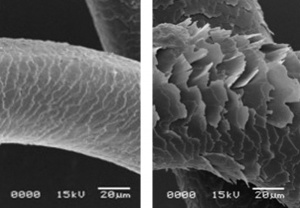 HH_Takara_hairmicros_604_varH.jpg