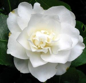 pure_white_camellia.jpg