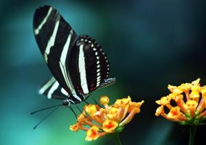 download_free_desktop_wallpaper_butterfly_Dean_Forbes_picture.jpg