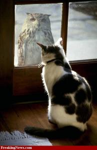 Owl_and_Cat_33644.jpg