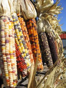 IMG_4119.JPG