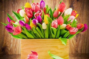 cveti_rozi_tulpani_k_8_marta_3.jpg
