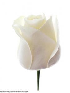 white_rose_rosa_sp_f0010319.jpg