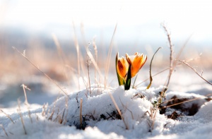 10466flower_flower_flower_winter_snow_background_winter_snow_wallpaper_widescreen_full_screen_widescreen_hd_wallpapers_background_wallpaper.jpg