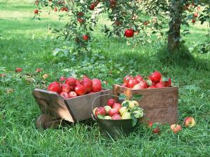 fruit_apple_apple_tree_wallpaper_DU061.JPG