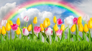 flowers_tulips_sky_sunshine.jpg