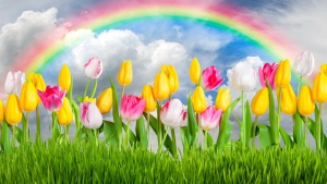 flowers_tulips_sky_sunshine.jpg