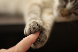 animals_cat_cats_claws_cute_Favim.com_302994.jpg